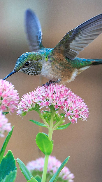 Calliope, Hummingbirds HD phone wallpaper
