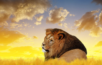 Lion Ultra , lion, animals HD wallpaper
