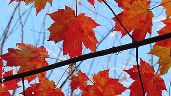 Sugar Maple Leaves in Sunshine, Maples, splotches, blue skies, orange, Sugar Maple, Leaves, stems, tree, blue sky, Fa11, trees HD wallpaper
