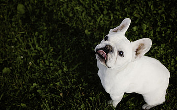 Animals, Grass, Bulldog, French Bulldog HD wallpaper