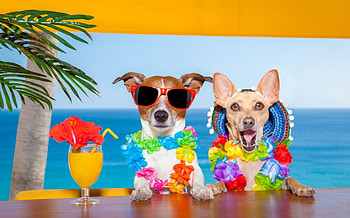 Funny dogs, blue, dog, animal, colorful, jack russel, cute, summer, sunglasses, drinh, flower, green, yellow, red, funny HD wallpaper