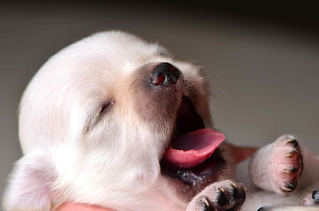 Dog, amazing dogs, remarkable pets, incredible HD wallpaper