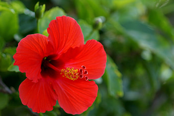 Blooming hibiscus, Foliage leaves, Nature graphy, Beautiful flowers HD wallpaper