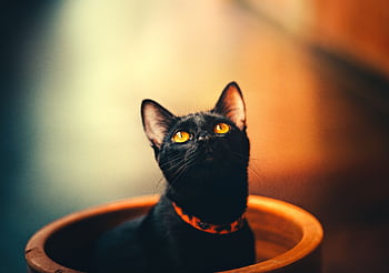 Close-up of a black cat with vibrant orange eyes sitting in a pot, looking upwards. HD wallpaper