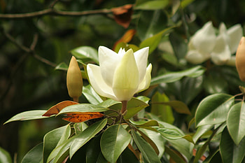 Flowers, Leaves, Bush, Flower, Branch, Buds HD wallpaper