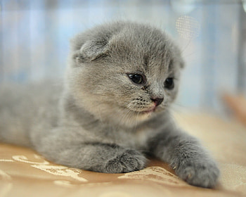 Sweet cat, animal, sweet, cat, grey HD wallpaper