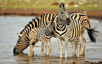 Family, Zebras HD wallpaper