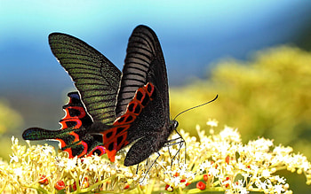 Grass, Macro, Pattern, Butterfly, Wings HD wallpaper