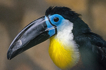 Bird, exotic, toucan HD wallpaper