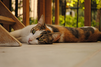 Animals, Cat, To Lie Down, Lie, Kind, Normal, Usual HD wallpaper