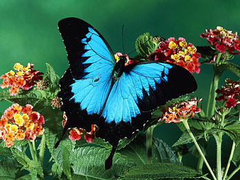 Plants, Butterflies, Insects HD wallpaper
