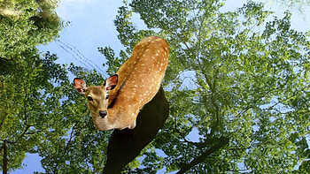 Animals, Water, Trees, Reflection, Shadow, Fawn, Deer HD wallpaper