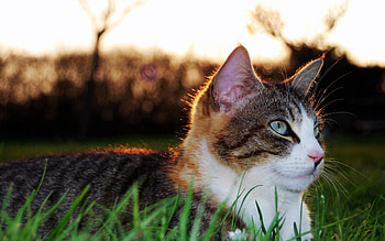 Animals, Grass, Cat, To Lie Down, Lie, Spotted, Spotty, Striped, Sight, Opinion HD wallpaper