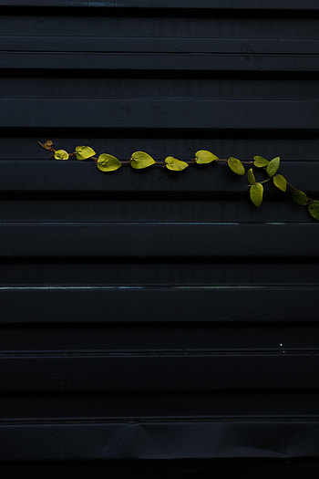 Leaves, Miscellanea, Miscellaneous, Surface, Branch, Metal, Metallic HD phone wallpaper
