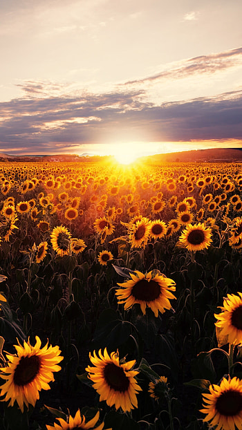 Sunflowers field at sunrise, Vibrant colors, , Serene nature HD phone wallpaper