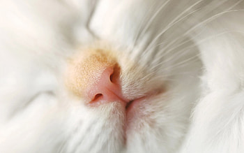 Kitten, white, skin, cute, nose, pisica, pink, face, close-up HD wallpaper