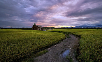 Farm Field, Field, grass, nature, Farm HD wallpaper