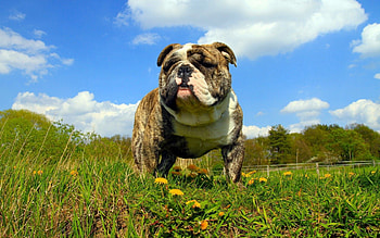 Animals, Summer, Dog, Sight, Opinion HD wallpaper