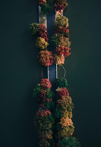 Nature, Trees, Sea, View From Above, Road HD phone wallpaper