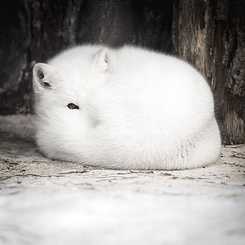 Animal beauty, Arctic fox cuteness, Funny and cute, Endearing creature HD phone wallpaper