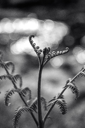 Plant, Macro, Fern, Bw, Chb, Stalk, Stem, Sprout HD phone wallpaper