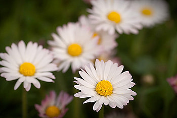 White Daisy, white, flowers, daisy, petals HD wallpaper