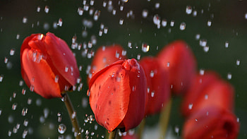 Tulips, Flower, Macro HD wallpaper