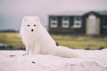 Arctic fox graphy, Arctic fox portrait, Arctic nature, Winter camouflage HD wallpaper