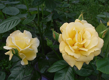Flowers, Roses, Close-Up, Greens, Garden, Buds HD wallpaper