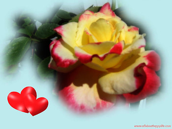 Love Rose , of love, love , love rose, love HD wallpaper