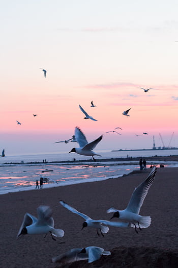 Peaceful scene of seagulls flying over a beach at sunset, capturing nature's tranquility. HD phone wallpaper