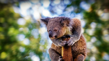 Koala , Cute animals, Animals, Koala HD wallpaper