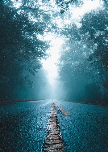Nature, Trees, Road, Fog, Wet, Asphalt HD phone wallpaper