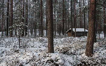 Shed, winter, forest, snow HD wallpaper