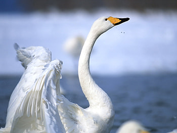 Animals, Geese HD wallpaper