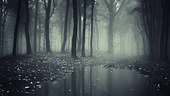 Creepy Dark Forest - High Definition HD wallpaper