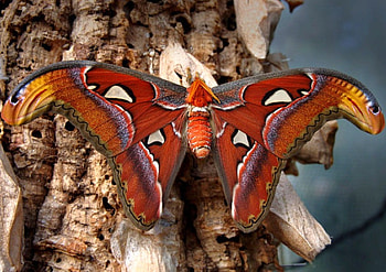 Big Moth, big, , cool, beautiful, moth HD wallpaper