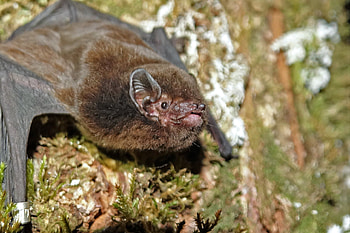 New Zealand bird, Bat scoops award, CNN travel, Bird of the year HD wallpaper