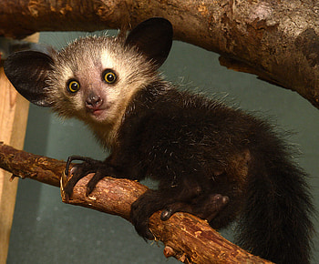 Duke Lemur Center's Aye Aye, Leaping lemur action, Conservation efforts, Primate research HD wallpaper