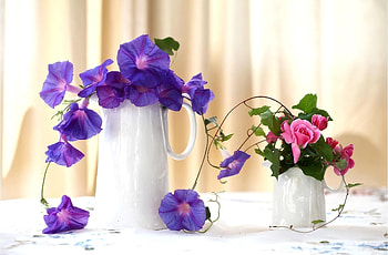 Flowers, Roses, Composition, Handsomely, It's Beautiful, Morning Glory, Jugs, Ipme HD wallpaper