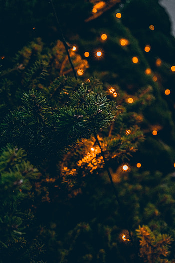 Holidays, Lights, Glare, Branches, Christmas Tree, Garland HD phone wallpaper