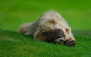 Animals, Bears HD wallpaper