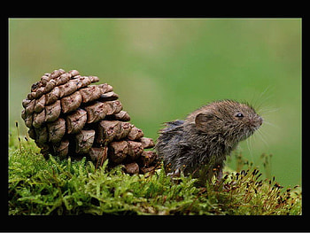 Animals, squirrels, cuddly, cats, cute HD wallpaper