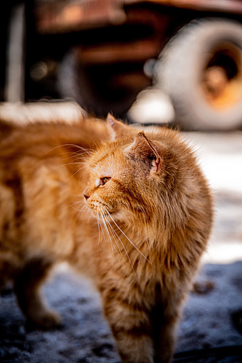 Animals, Cat, Fluffy, Pet, Redhead HD phone wallpaper