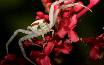 Macro, Petals, Insect, Spider, Climb HD wallpaper