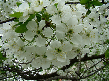 Plants, Flowers HD wallpaper