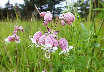 Fields flower., other, fields, nature, flowers HD wallpaper