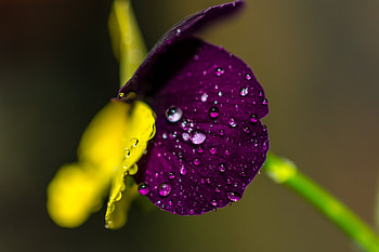 Drops, Macro, Close-Up, Sheet, Leaf HD wallpaper