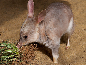 Macrotis (Bilby), Save the bilby fund, Australian marsupials, Bilby conservation HD wallpaper