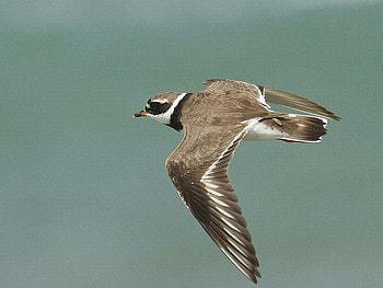 Flying Bird, flying, beautiful, bird HD wallpaper